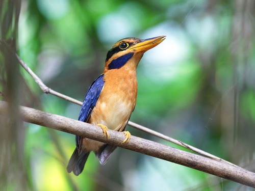 Rufous-collared Kingfisher (Actenoides concretus), photo 10