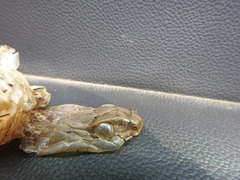 Coluber constrictor