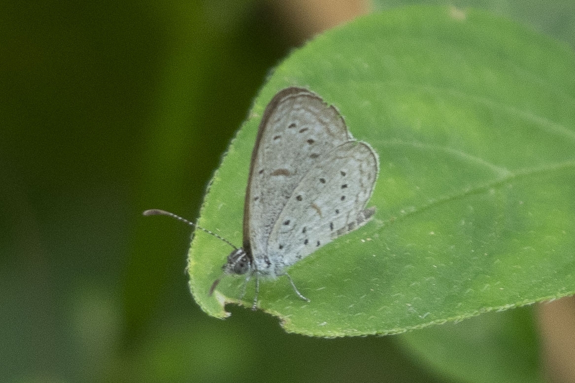 Tiny Grass Blue