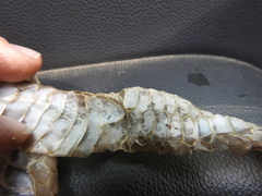 Coluber constrictor