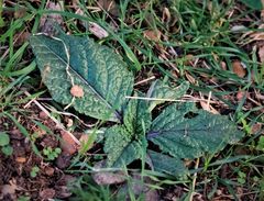 Mandragora autumnalis