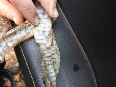 Coluber constrictor