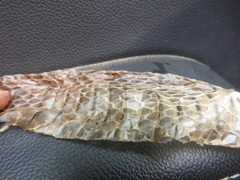 Coluber constrictor