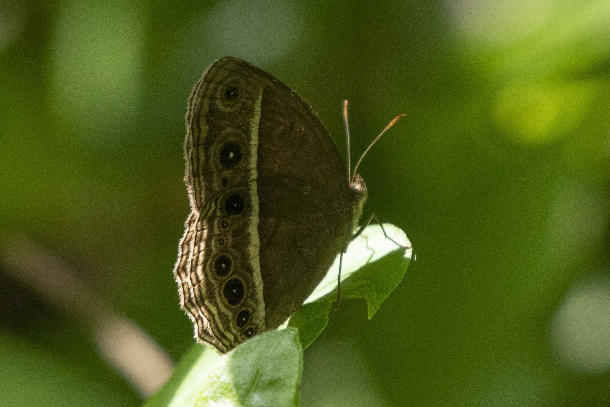 Tamil Bushbrown