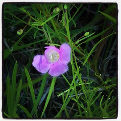 Agalinis edwardsiana