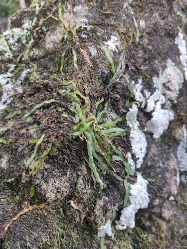 Taeniophyllum fasciola observed 2025-08-02