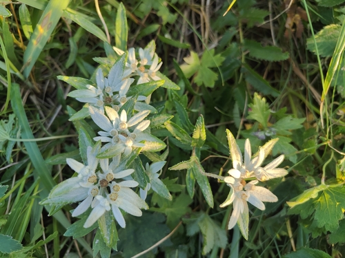 Leontopodium discolor, photograph 2