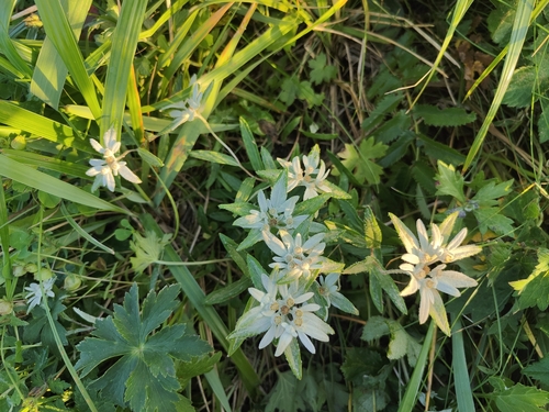 Leontopodium discolor, photograph 3