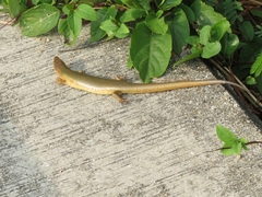 Plestiodon chinensis