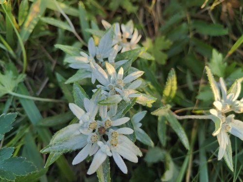 Leontopodium discolor, photograph 6