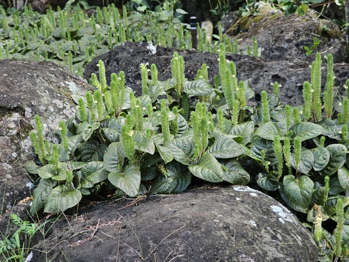 Fittonia albivenis observed 2025-07-29