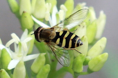 Syrphus vitripennis