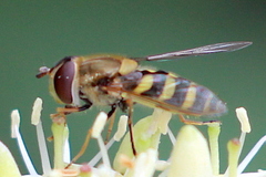 Syrphus vitripennis
