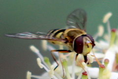 Syrphus vitripennis