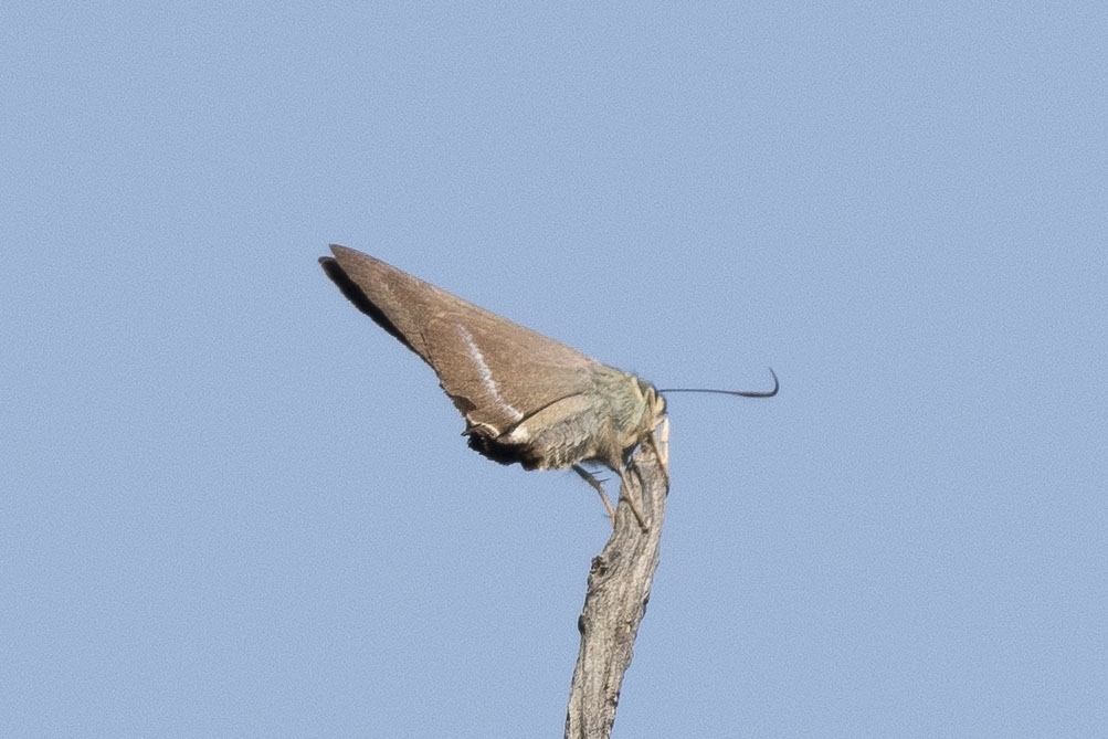 Common Banded Awl