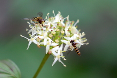Syrphus vitripennis