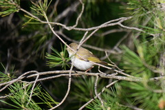 Phylloscopus bonelli