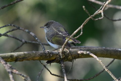 Phylloscopus bonelli