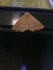 Tetracis jubararia