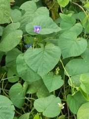 Ipomoea parasitica