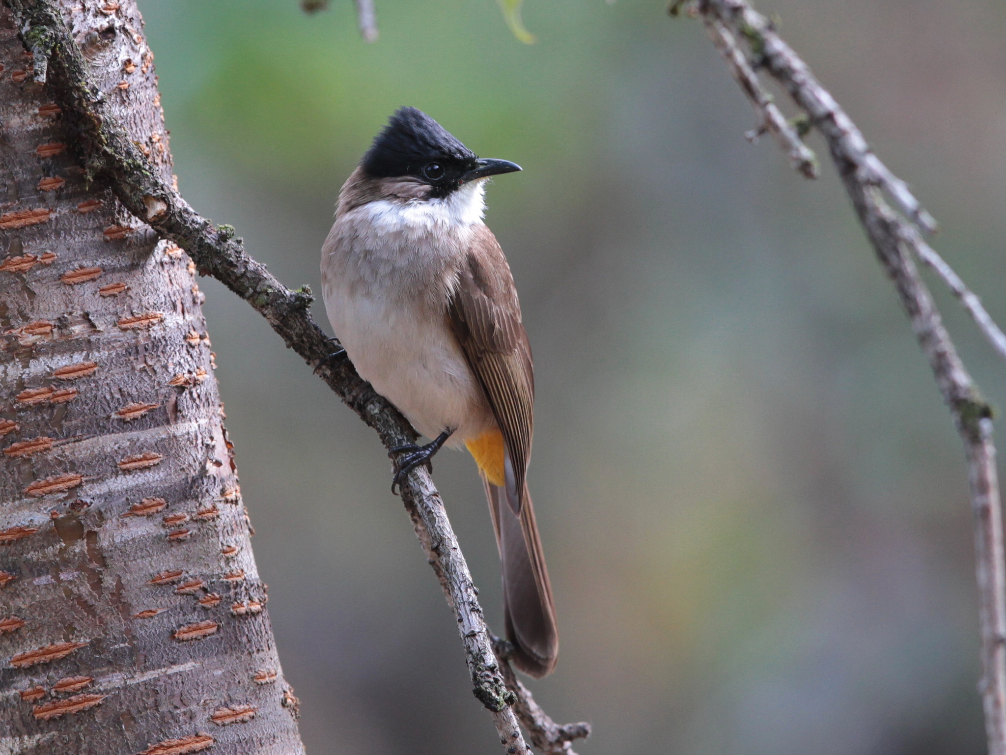 Brown-breasted Bulbul