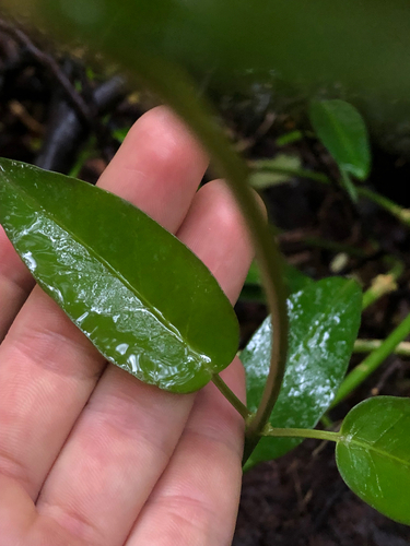Vincetoxicum biglandulosum observed 2025-07-27