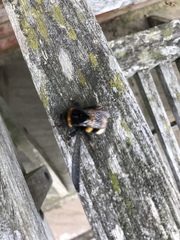 Bombus terrestris