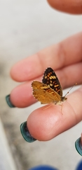Phyciodes pallescens