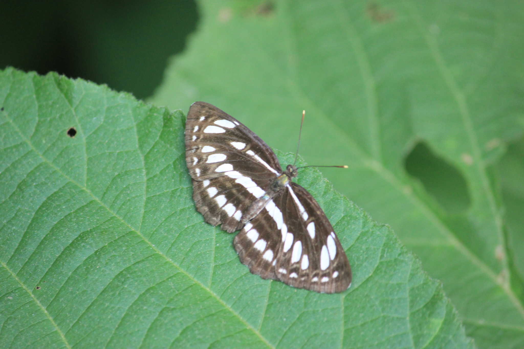 Common Sailer