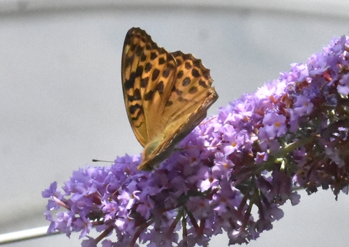 Silver-washed Fritillary, Groesbeek, Nederland, photo 10 of 10