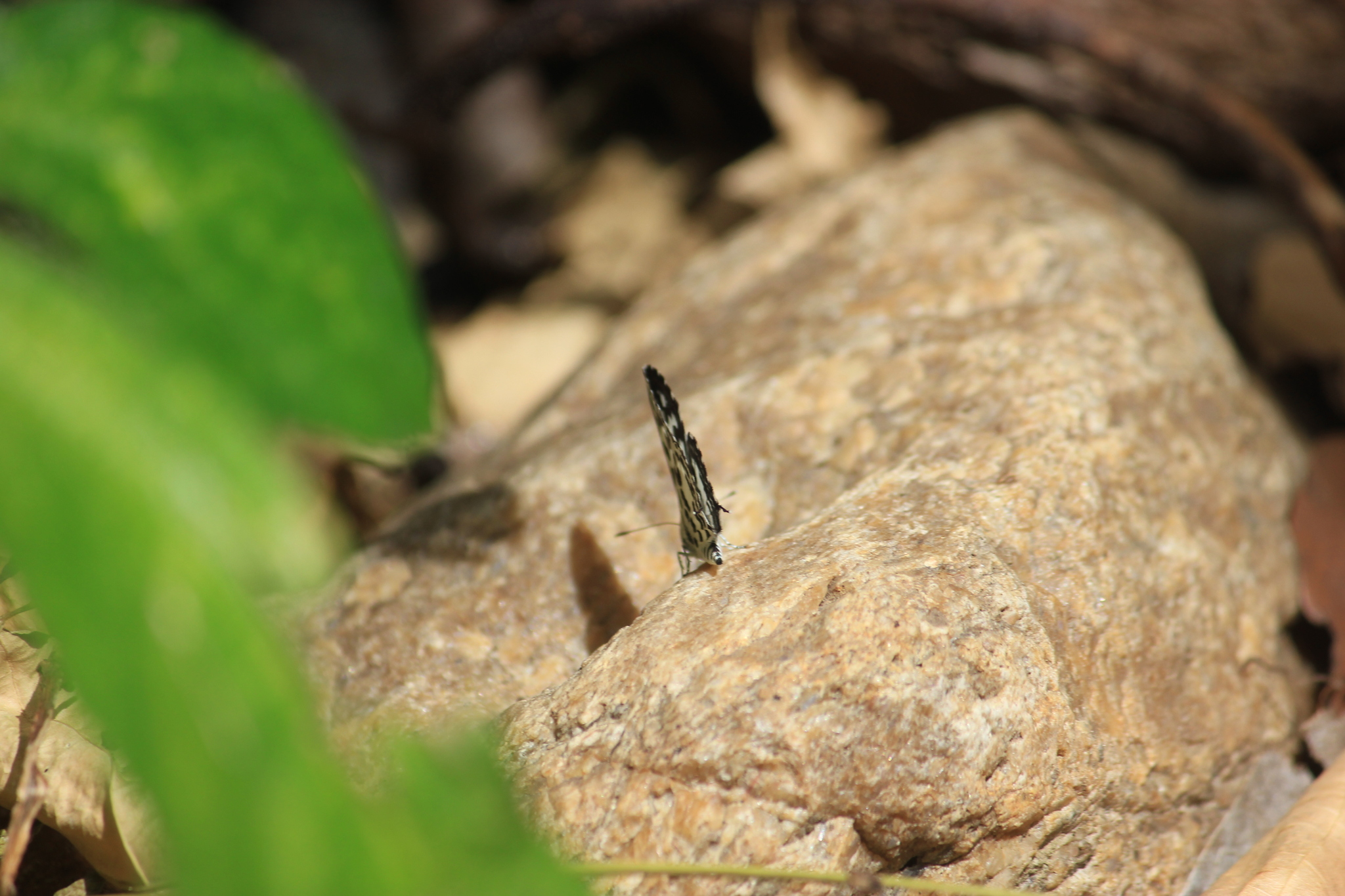 Common Pierrot