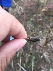 Melanoplus punctulatus