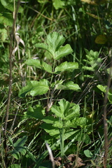 Pastinaca