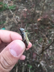 Melanoplus punctulatus