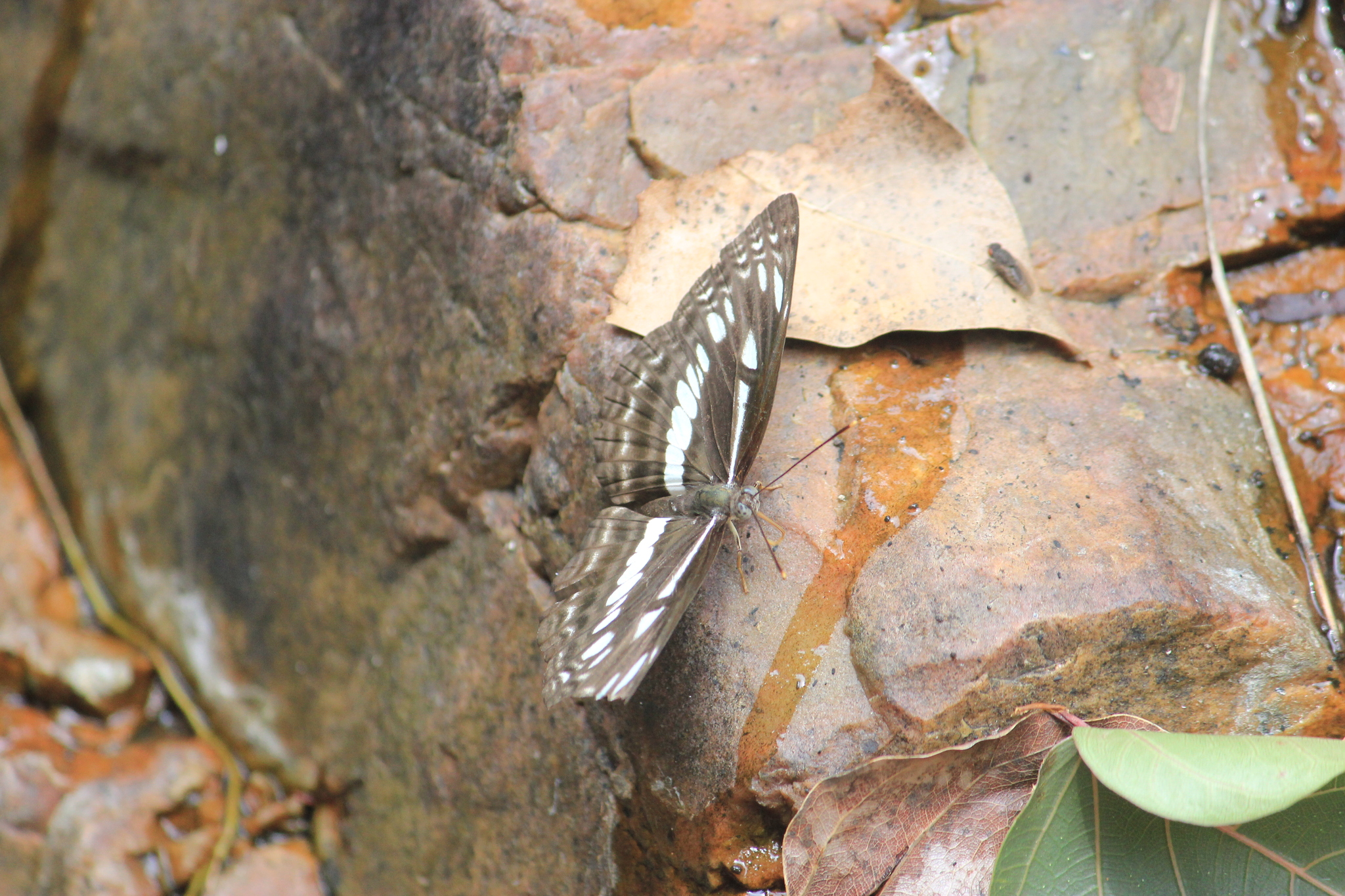 Chestnut-Streaked Sailer