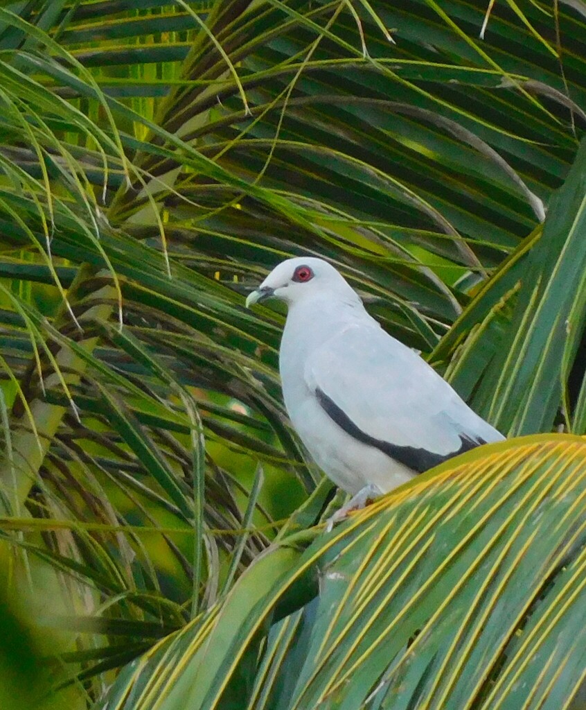 Silvery Wood-Pigeon photo