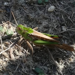 Locusta