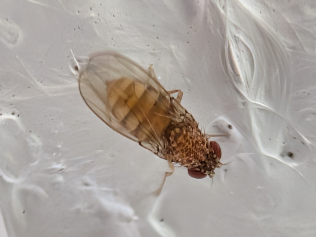 Pomace fly
