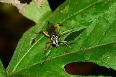 Lymeon orbus