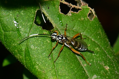 Lymeon orbus