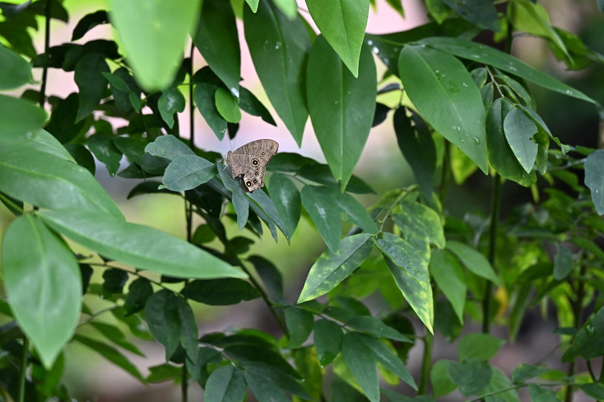 Common Evening Brown