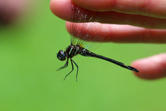 Brechmorhoga nubecula