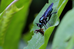 Laphriini
