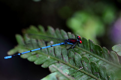 Argia cupraurea