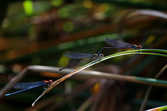 Argia cupraurea