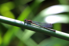 Argia cupraurea