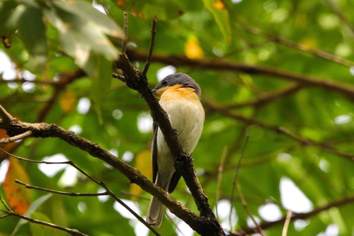 Myiagra rubecula
