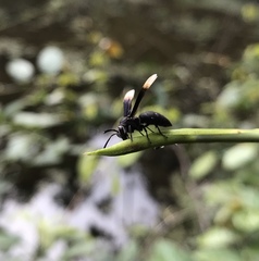 Parachartergus fraternus