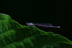 Acanthagrion trilobatum