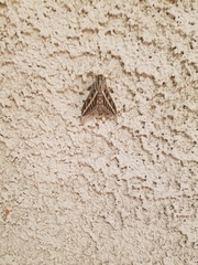 Hyles lineata